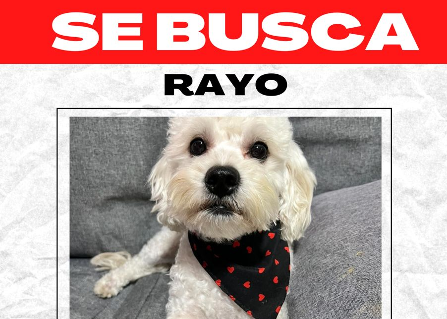 Se encuentra desaparecido el perrito Rayo