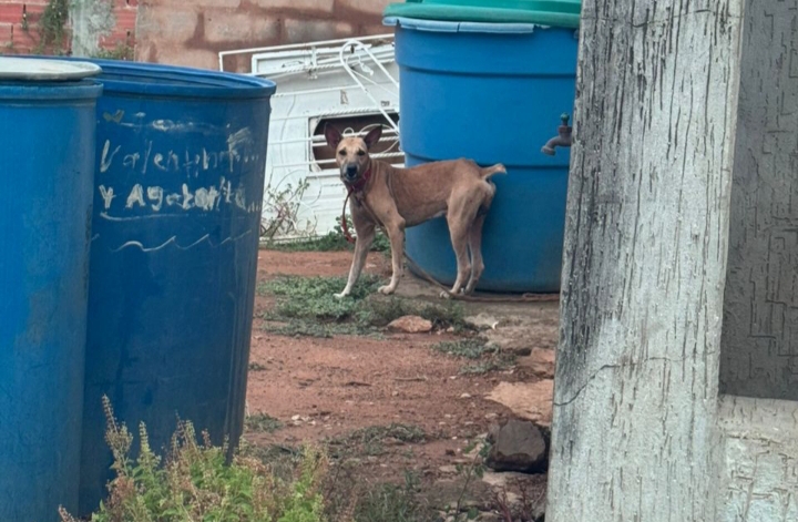 Perro amarrado en vía del corredor Amparo genera preocupación