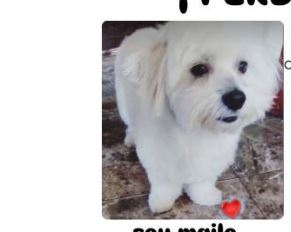 ¡Ayuda a encontrar a Mailo!