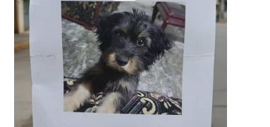 Ayudemos a encontrar a la cachorrita Sisi, que se perdió en la Avenida La Limpia