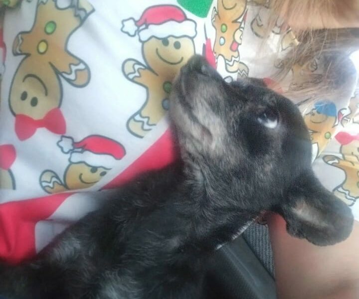 Solicitan ubicar a los dueños de una mascota perdida en Lomas del Valle