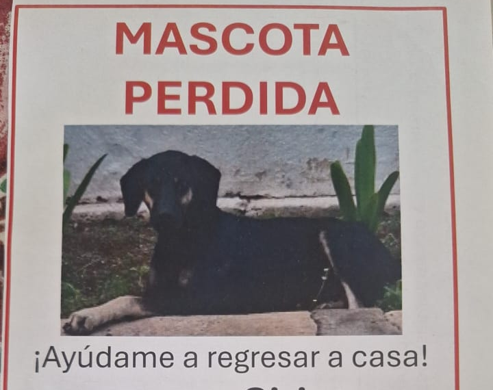 Piden ayuda para hallar a ‘Sirius’: Fue visto por última vez en Los Plataneros