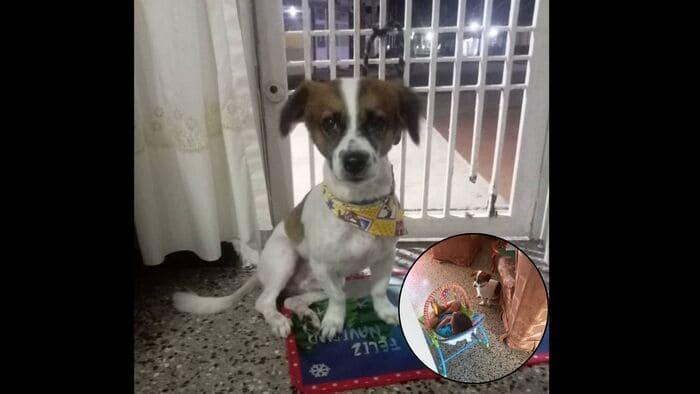 Ayúdanos a que Doki regrese a casa: Un niño de dos años espera por su mejor amigo