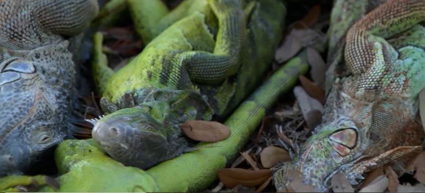 Florida bajo cero: El curioso fenómeno de las iguanas 