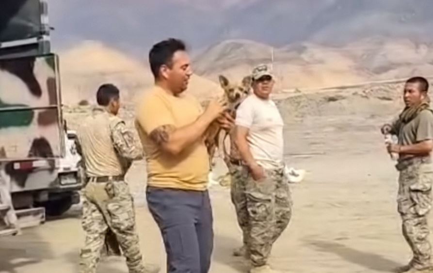 Un perro fue el único sobreviviente del accidente aéreo que dejó 15 muertos en Perú