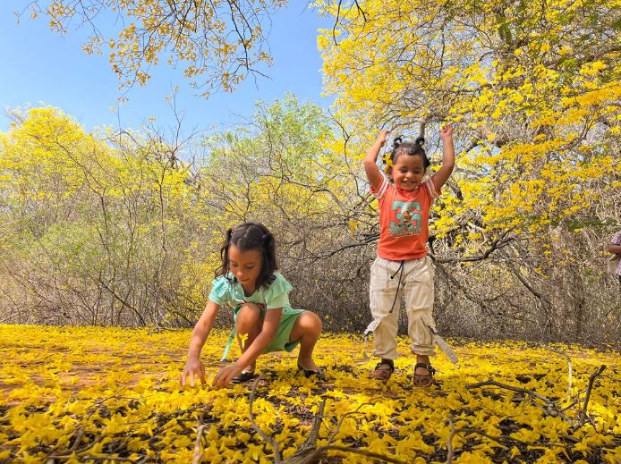 El Jardín Botánico se ilumina con alfombra de oro: La magia de los Curarires se adelantó