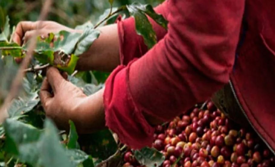 Producción de café en Venezuela roza los cuatro millones de quintales