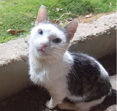 La gatita muñequita necesita tu ayuda urgente: una operación podría devolverle la vida