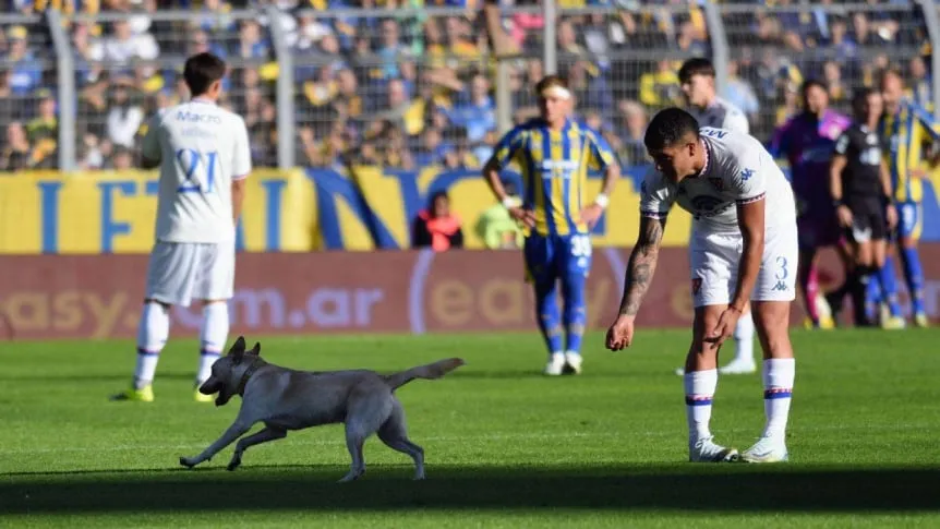 Un perro irrumpió en la cancha y se robó el show durante un partido del fútbol argentino